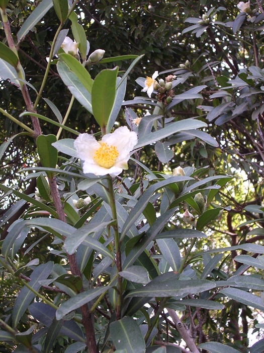 【右圖】大頭茶植株