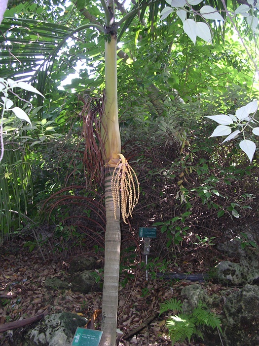 山檳榔開花植株