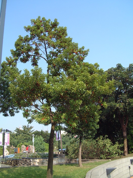 鐵冬青的的植株