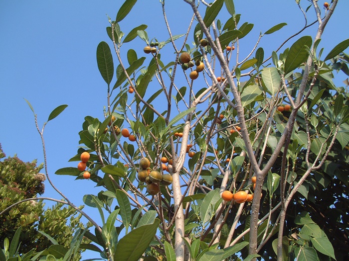 【右圖】蘭嶼山馬茶植株