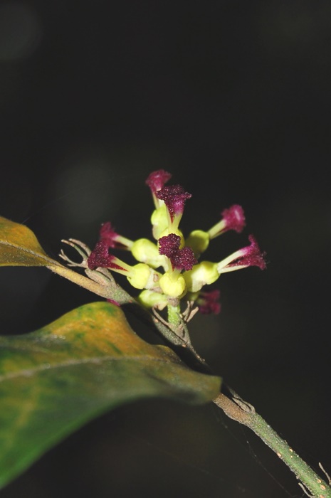 秀柱花花序