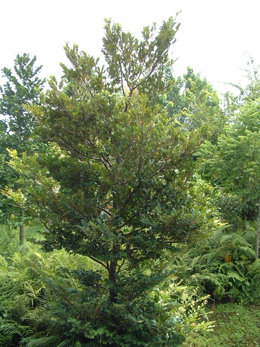 【右圖】蚊母樹植株