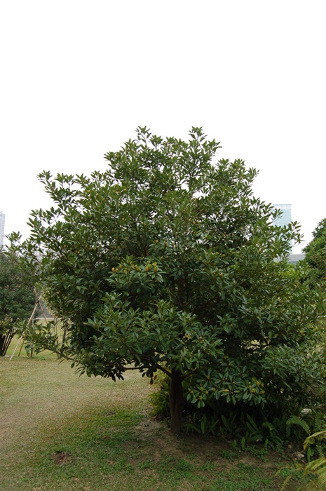 【右圖】紅楠植株