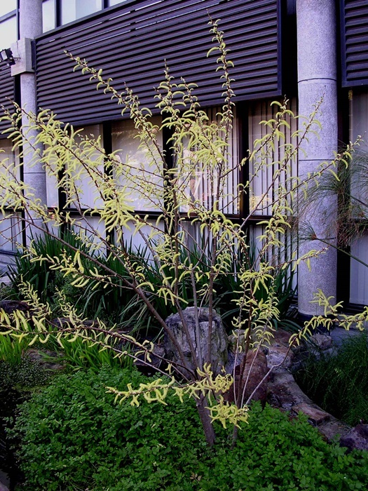 水社柳開花植株