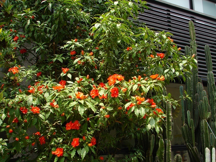 玫瑰麒麟植株