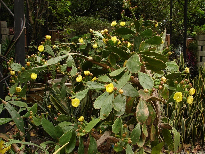 單刺團扇仙人掌植株