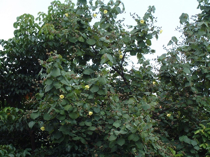 黃槿植株