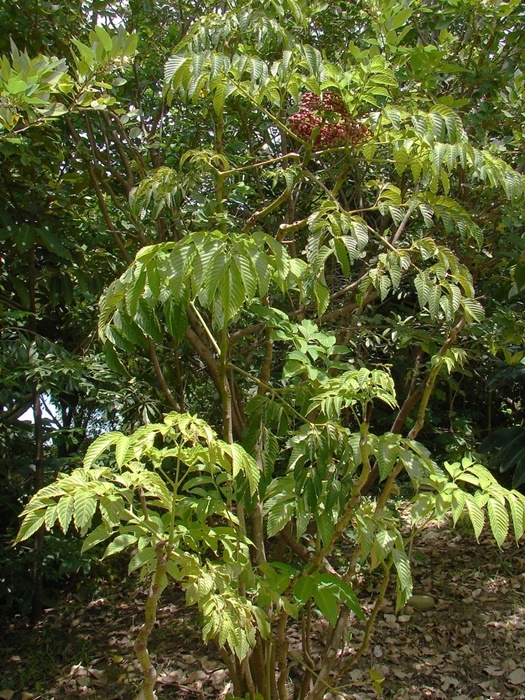 火筒樹的植株