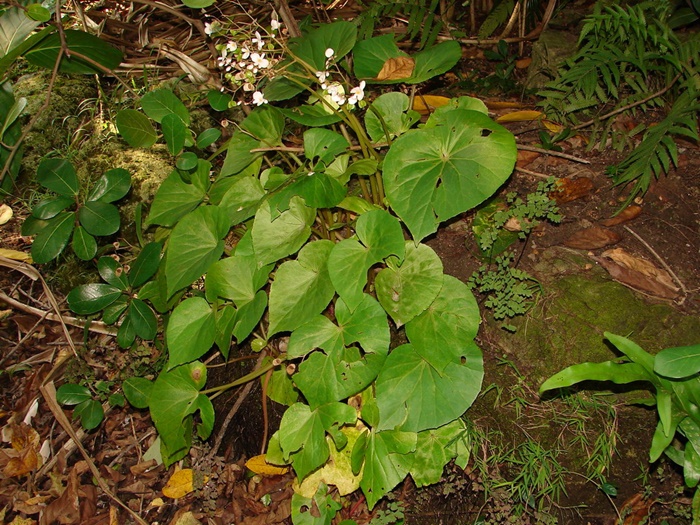 蘭嶼秋海棠的植株