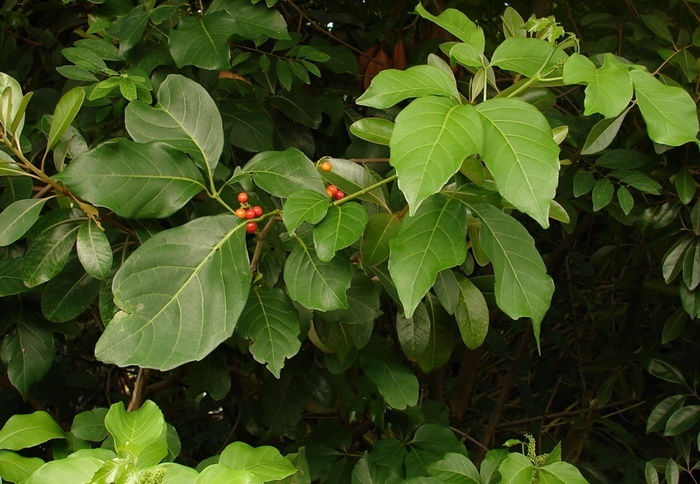 止宮樹的植株