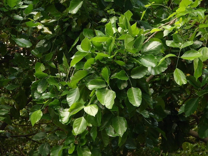 水黃皮的植株