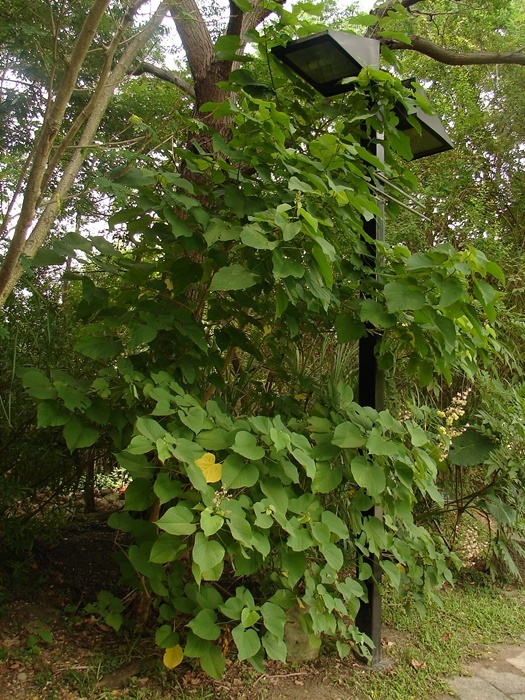 克蘭樹的植株