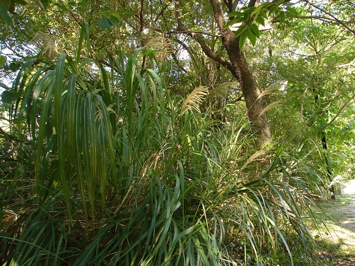 白背芒的植株