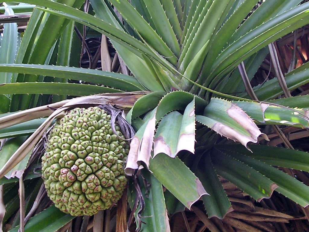 林投果實是椰子蟹的主要食物