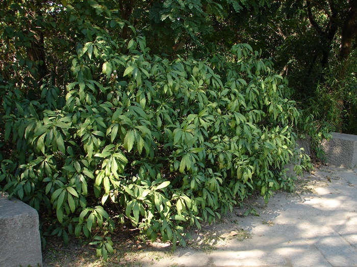 圖二：長穗馬藍的植株