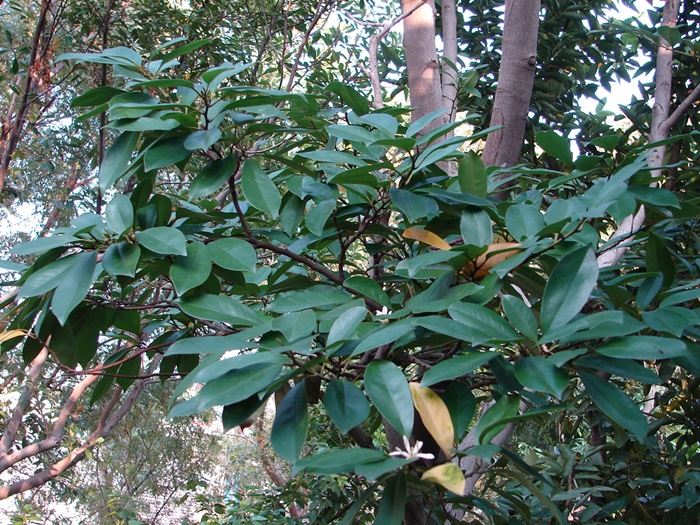 圖二：蘭嶼烏心石的植株