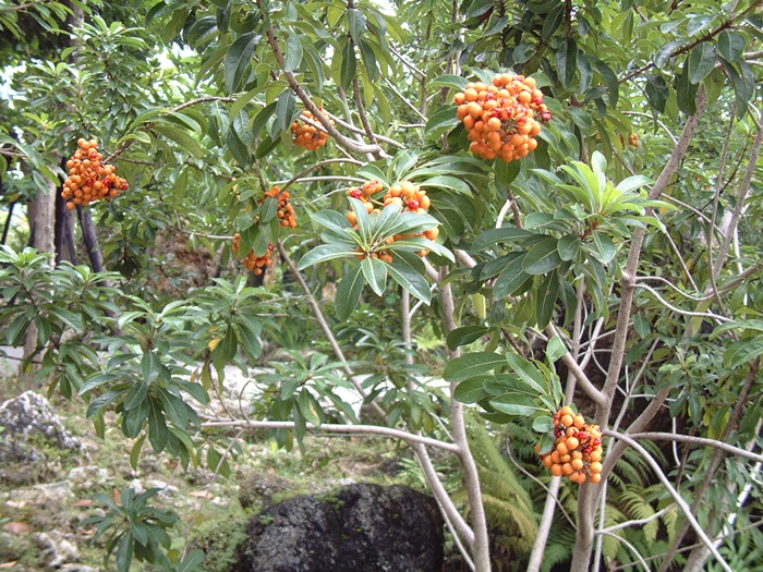 圖二：台灣海桐的植株