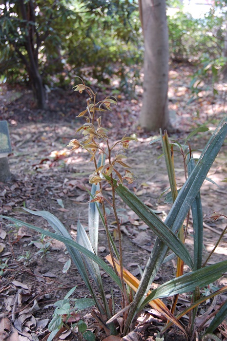 圖二：報歲蘭的植株