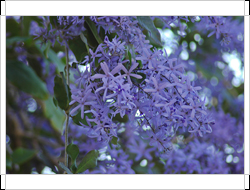 圖一：藍花藤的花