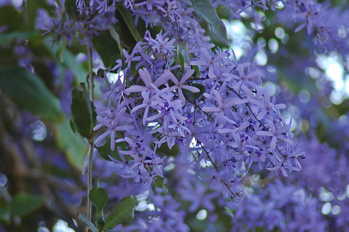 圖一：藍花藤的花