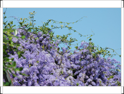圖二：藍花藤的植株