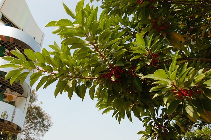 圖二：鐵冬青的植株