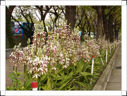 圖二：鶴頂蘭的植株