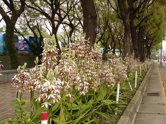 圖二：鶴頂蘭的植株