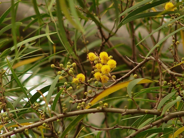 圖一：相思樹花絮