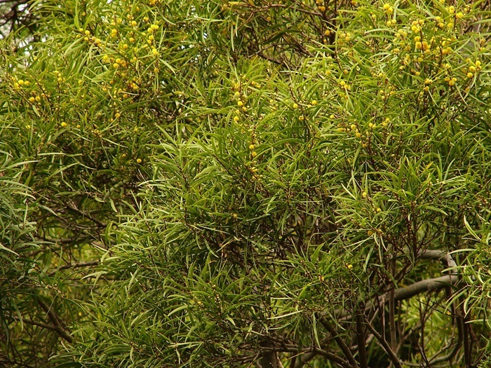 圖二：相思樹植株