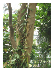圖二：台灣梵尼蘭植株