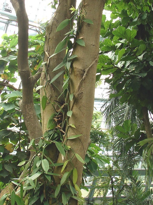 圖二:台灣梵尼蘭植株 圖二:台灣梵尼蘭植株