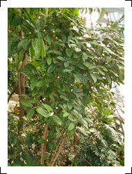 圖二：利比亞咖啡植株