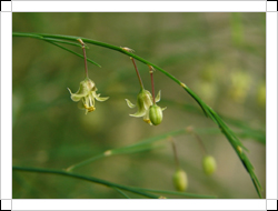 圖一：本館藥草園栽培的蘆筍，花朵同時具有雄蕊與雌蕊，屬於兩性花