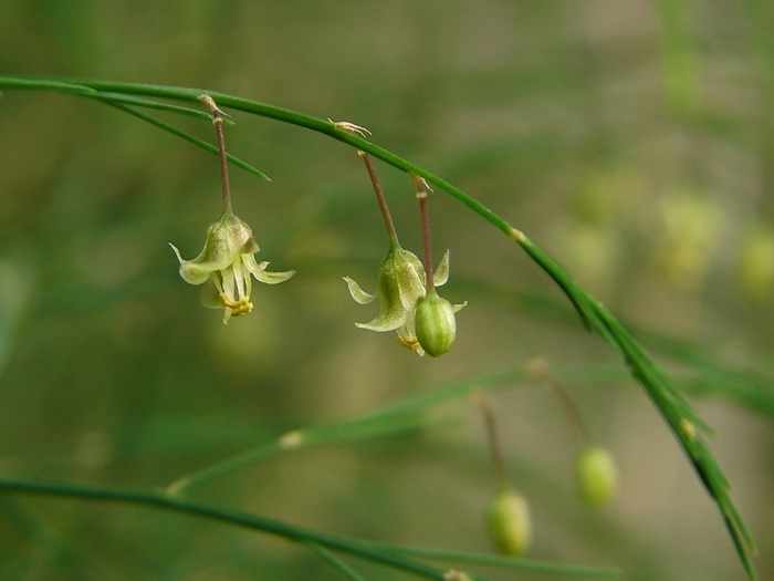 圖一：本館藥草園栽培的蘆筍，花朵同時具有雄蕊與雌蕊，屬於兩性花