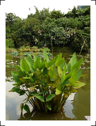 圖二：池中的垂花水竹芋，遠看像是長在水裡的美人蕉(蓮蕉)