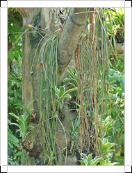 圖二：植株-長在樹上的松毬鳳梨，植株看起來就像是一堆乾草