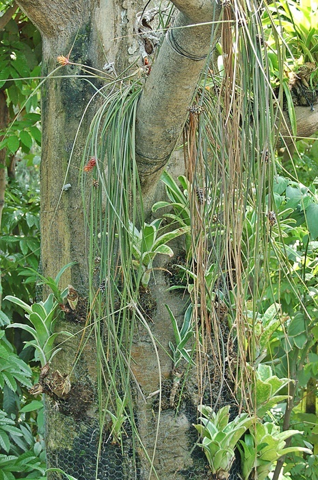 圖二：植株-長在樹上的松毬鳳梨，植株看起來就像是一堆乾草