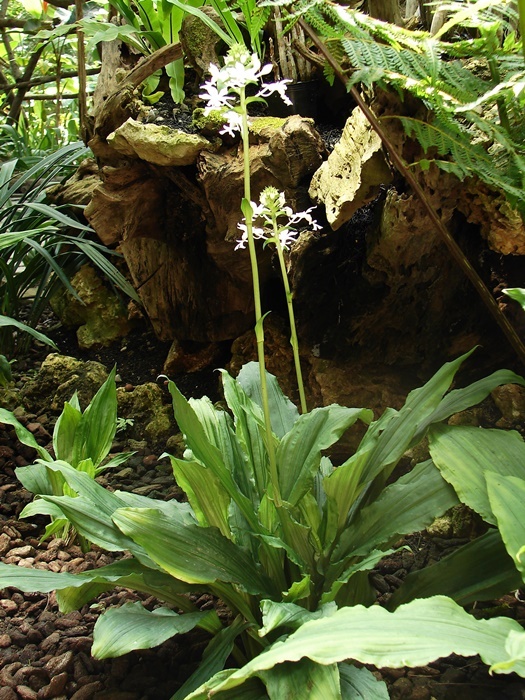 圖二：植株-長距白鶴蘭的植株體型往往介於長距根節蘭與白鶴蘭之間