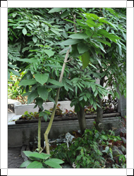 圖二：植株-賽伯破布枝條深褐色，葉片寬大