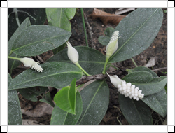 圖二：植株-一般栽種的珍珠花燭多為小型的半蔓性植物，除了觀果之外也可作為觀葉植物