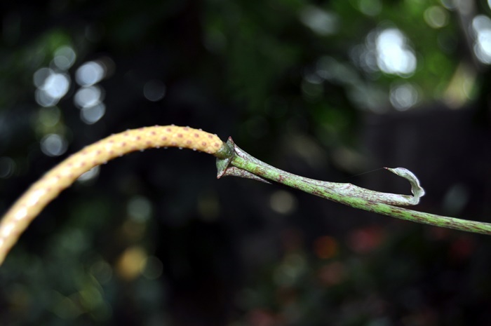 圖一：花序-垂葉花燭的佛燄苞狹窄而外翻