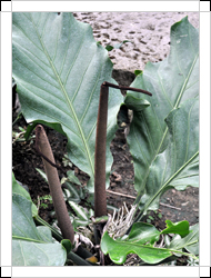 圖一：花序-葉子質地堅硬的浪葉花燭原產於熱帶美洲的乾燥區域