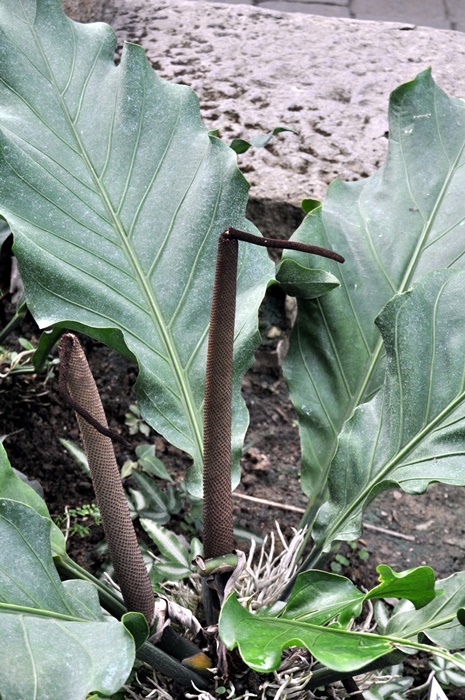 圖一：花序-葉子質地堅硬的浪葉花燭原產於熱帶美洲的乾燥區域