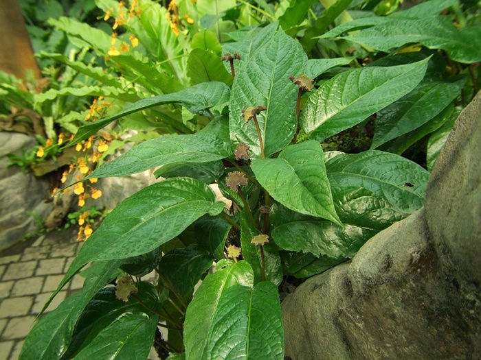 圖二：植株-厚葉盤花木栽培容易，常常拓展成一大片