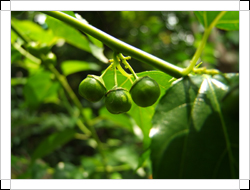 圖一：果實-亞洲濱棗的果實為球狀蒴果，直徑約7∼9公厘，基部被癒合萼筒包圍