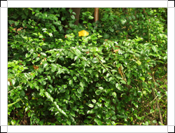 圖二：植株-別名蛇藤的亞洲濱棗為蔓性灌木