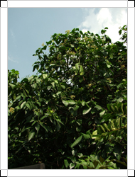 圖二：植株-濃密深綠的皮孫木是優良園景樹木