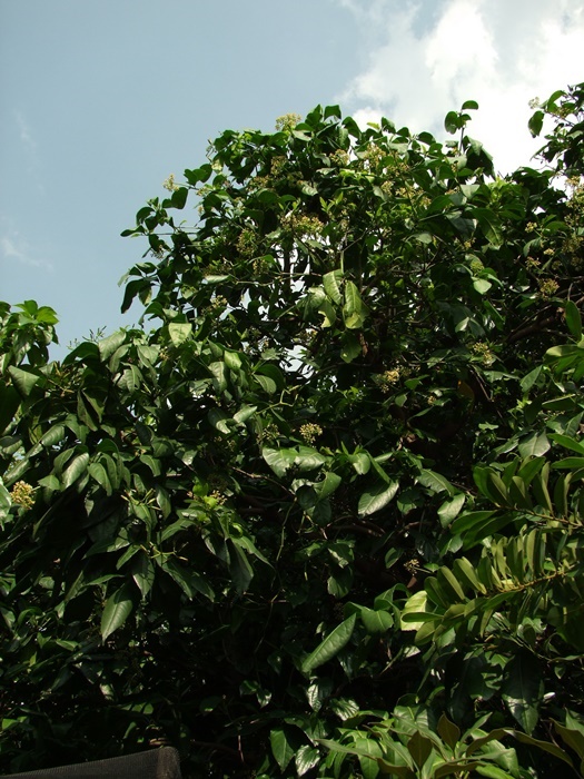 圖二：植株-濃密深綠的皮孫木是優良園景樹木