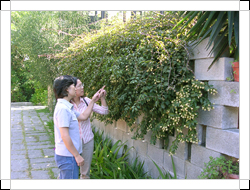 圖二：攀附在磚牆上的木麒麟，植株型態看似九重葛